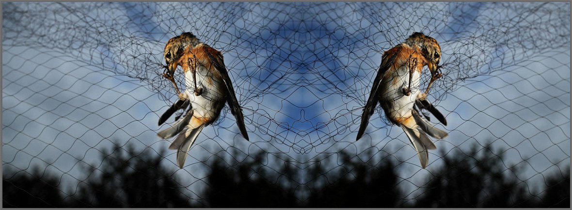 Premium Bird Safety Solutions