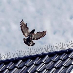 PVC Bird Spikes